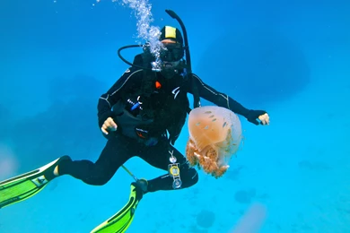 Scuba Diving Diver Ocean Sea Underwater Wallpapers