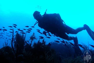 Diving Photo Gallery Our Diving Pictures