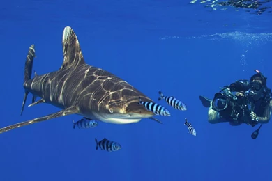 Scuba Diving Diver Ocean Sea Underwater Shark 3794x2550 2560 X ...