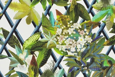 Canopy   Saphir Wallpapers