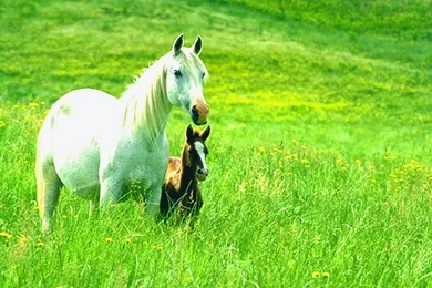 HD Wallpapers Download