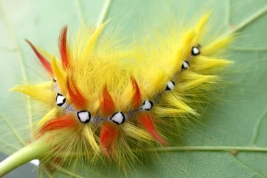 Wallpapers Kick Boxing Fb Cover Animal Hd Top Best 800x600 ...