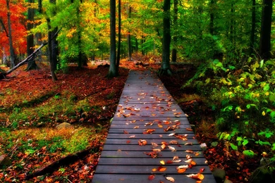 Autumn Desktop Backgrounds Free   Wallpapers Zone