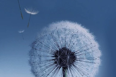 Dandelion 1080x1920 Free Windows Phone Wallpapers