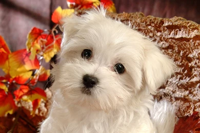 Fluffy Maltese Puppy Dogs White Maltese Puppies Wallpapers ...