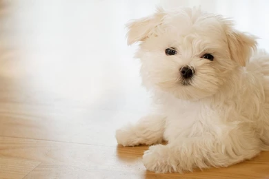 Maltese Dog Wallpapers Designs Jpg PetPictures