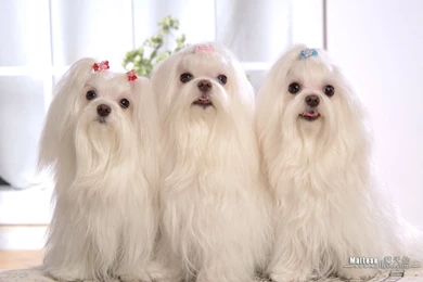 Maltese Wallpapers Pets Cute And Docile