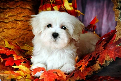 Fluffy Maltese Puppy Dogs   White Maltese Puppies Wallpapers ...