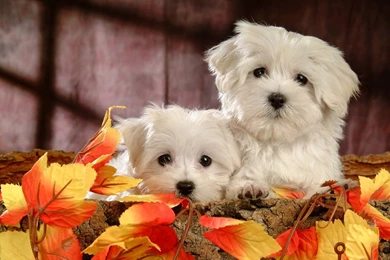 Fluffy Maltese Puppy Dogs   White Maltese Puppies Wallpapers ...