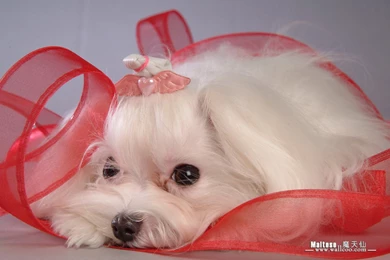 Maltese Puppies Wallpapers   Maltese Pictures 1280x1024 NO.8 ...