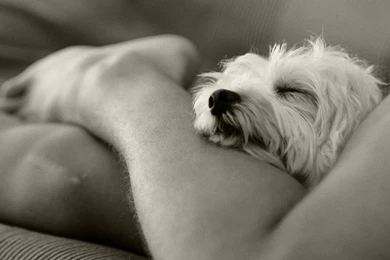 Maltese Wallpaper Images