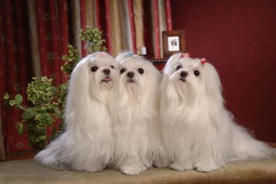 Maltese   Maltese Wallpapers (14402952)   Fanpop