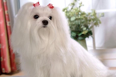 Maltese Wallpapers HD Download