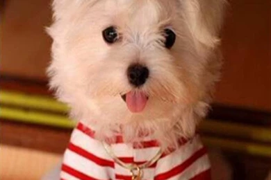 Maltese Animal iPhone Wallpapers, iPhone 5(s)/4(s)/3G Wallpapers