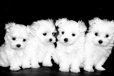 Maltese 13 Wallpapers Collection