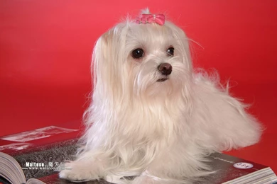 Maltese Puppies Wallpapers   Maltese Pictures 1024x768 NO.4 Desktop ...