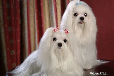 White Maltese Puppy With Silky White Hair Wallpapers 24   Wallcoo.net