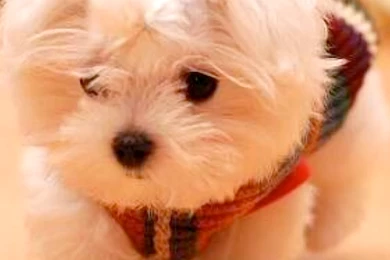 Maltese Wallpapers HD