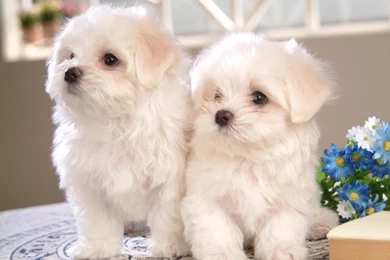 72Pics] Cuddly White Maltese Puppies (Vol.1) 1280x1024 NO.3 ...