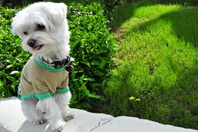 Index Of /user content/uploads/wall/o/36