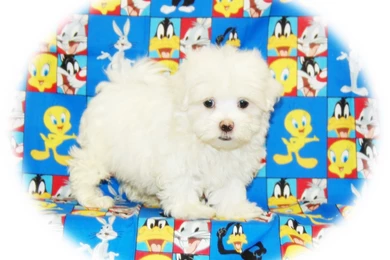 Dogs Cute White Puppy Adorable Maltese Wallpapers Pictures Free ...