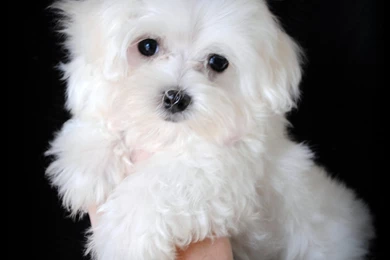 Maltese Photos And Wallpapers. The Beautiful Maltese Pictures