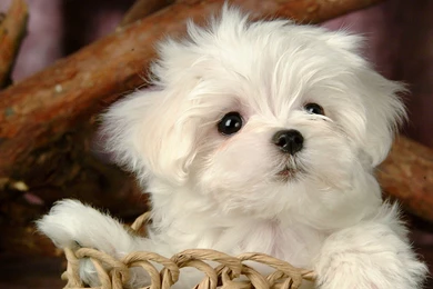 Fluffy Maltese Puppy Dogs   White Maltese Puppies Wallpapers ...