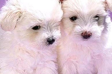 Maltese Wallpapers HD