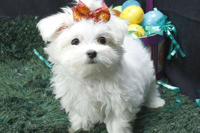 90461d1324613636 maltese dogs maltese dogs wallpapers.jpg