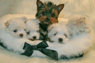 Maltese Terrier Puppies PC Wallpapers