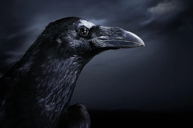 Night Black Crow Wallpapers   1920x1200 Wallpapers Download ...