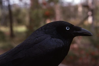 44 Crow HD Wallpapers