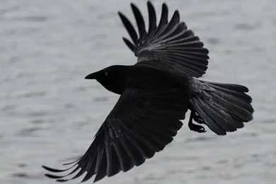 HD Crow Wallpapers And Photos