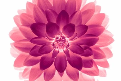 iPhone 6 / iPhone 6 Plus Wallpapers — Gadgetmac