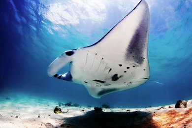 19 Manta Ray HD Wallpapers