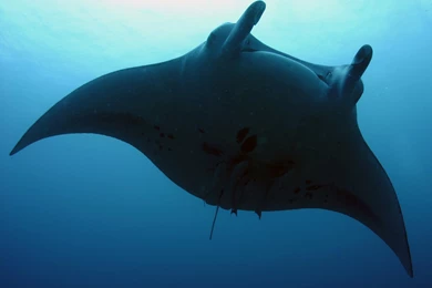 Manta Ray Wallpapers And Backgrounds   Animals Town
