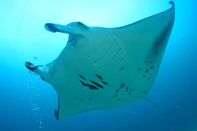 19 Manta Ray HD Wallpapers