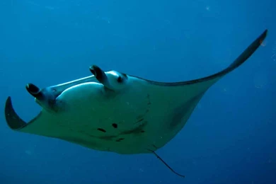 Free Manta Ray Wallpapers Download Animals Town