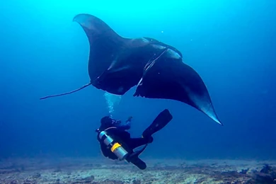 GoPro: Deep Sea Manta Ray Rescue   YouTube