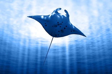Manta Ray Conservation   MantaWatch