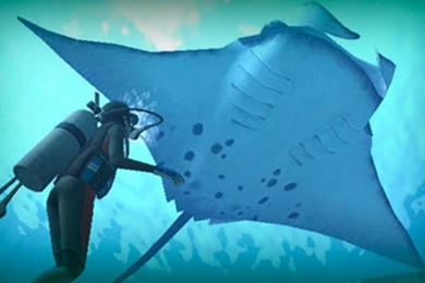 Manta Ray, A Giant Of The Ocean YouTube