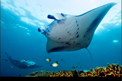 Manta Ray Bay Resort » Manta