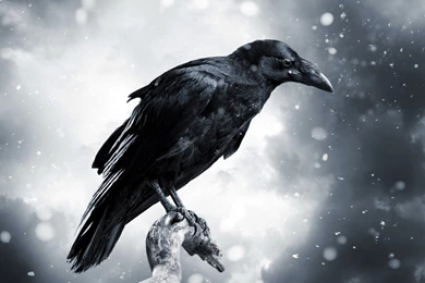 Birds: Crow Animal Snow Bird Backgrounds Pictures For HD 16:9 High ...