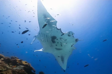 Manta Ray With Shark Bites On Its Wings And Tail   YouTube