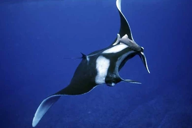 281620 Manta Ray 700x423px By Ken Dancy