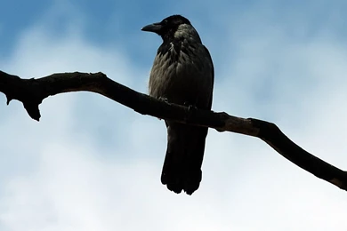 Shayari Urdu Images,urdu Shayari With Picture,urdu Shayari ...