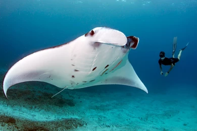 1920x1200px Manta Ray