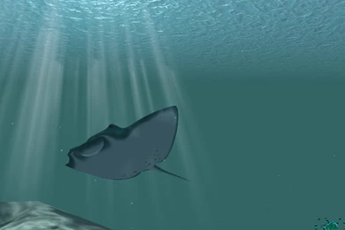 Manta Ray By Cyberplague On DeviantArt