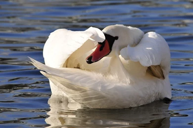 Top Crosscards Wallpapers Desktop Wallpapers