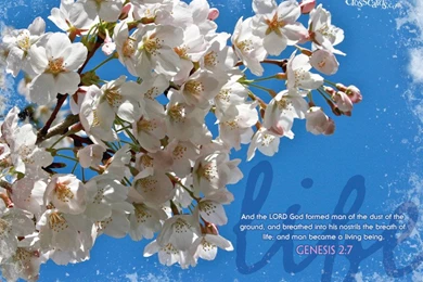 Wallpapers Cross Map Free Crosscards Email Newsletters 800x600 ...